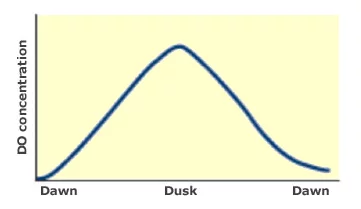 鱼塘中氧气的每日循环